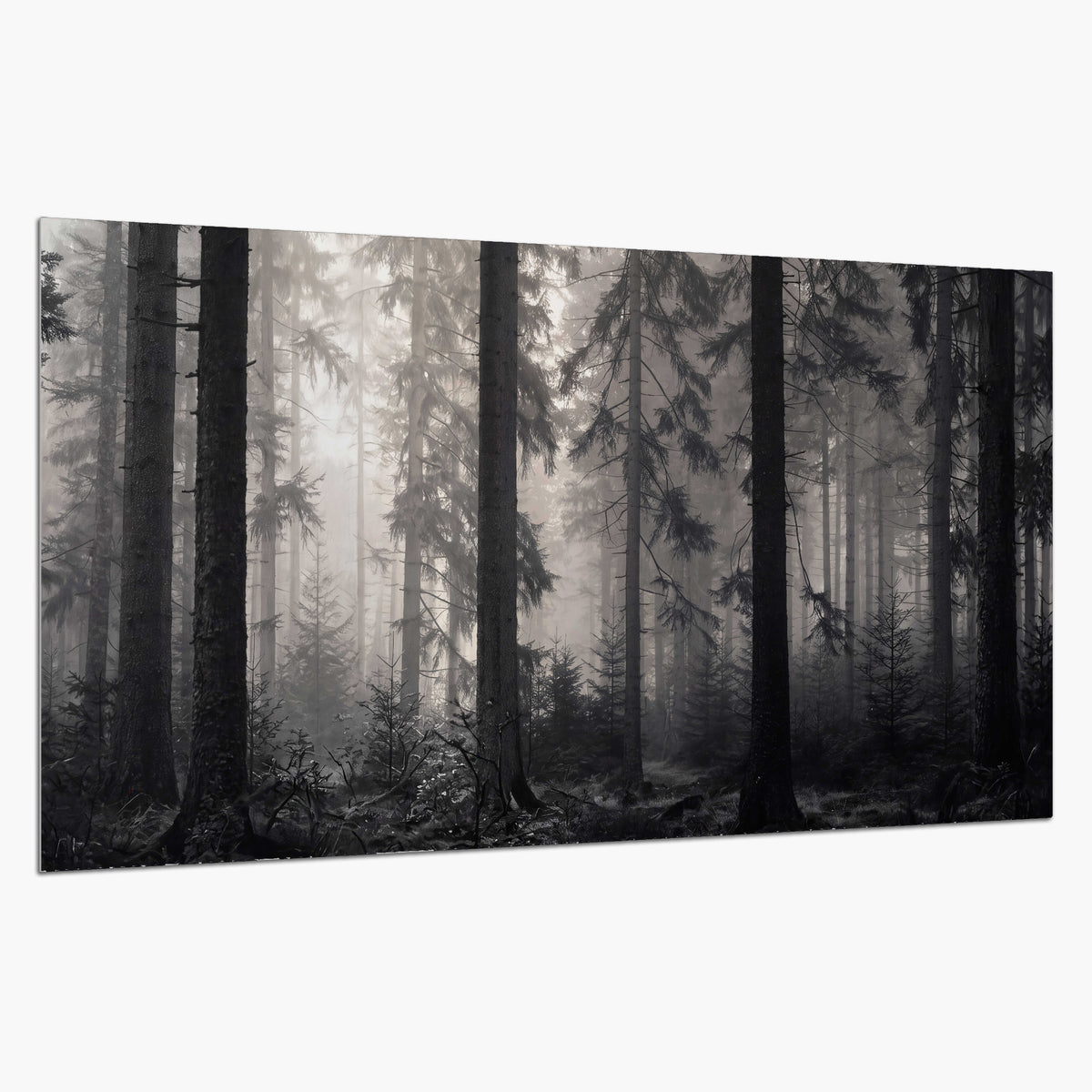Tall woodland trees fading into pale mist single poster print on a white background