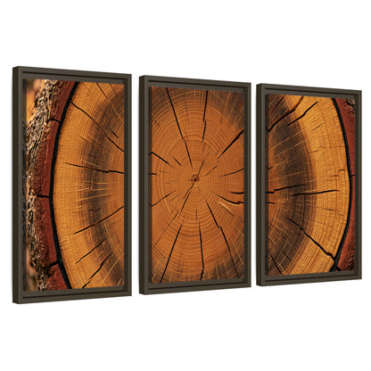 Tree ring wood slice art 3 piece framed canvas wall art set on a white background