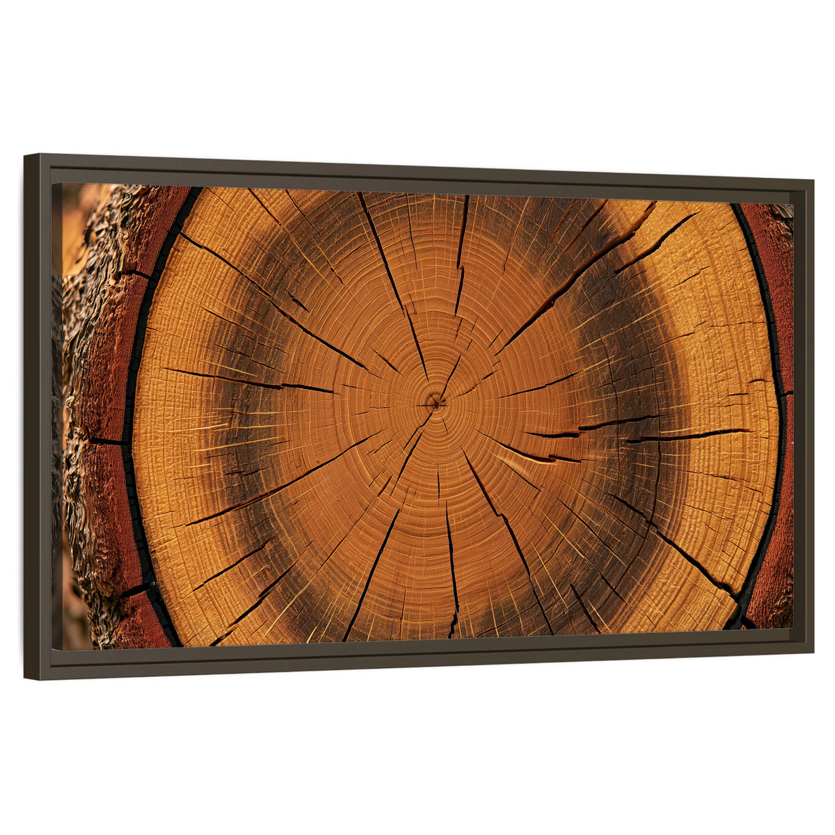 Tree ring wood slice art framed canvas wall art on a white background