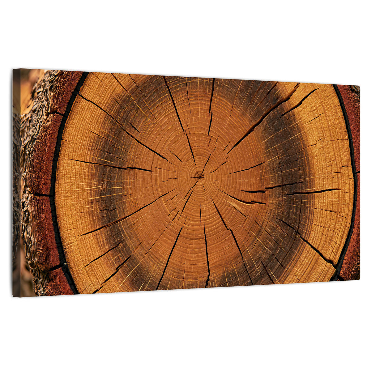 Tree ring wood slice art stretched canvas wall art on a white background