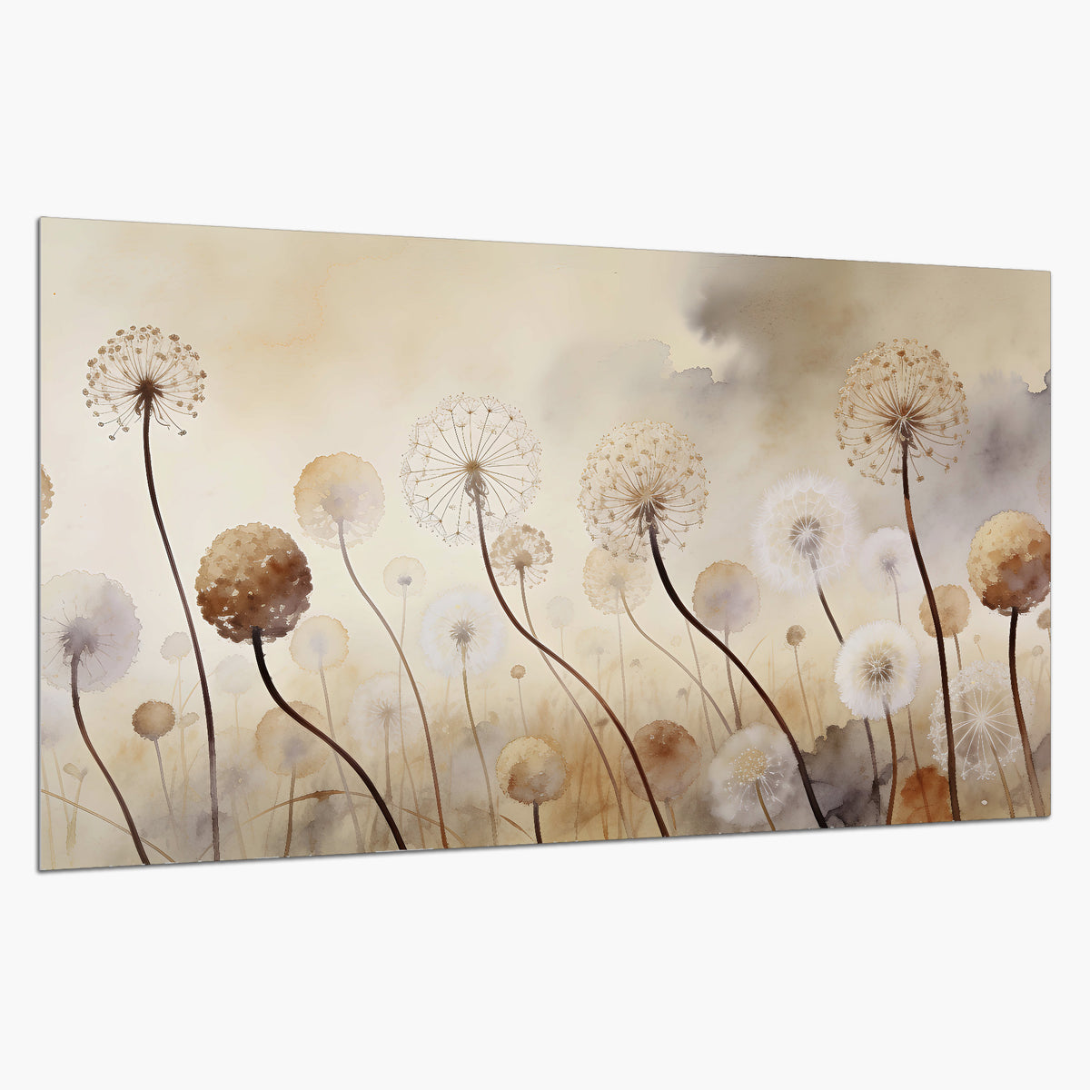 Delicate dandelion seed heads in warm misty light single poster print on a white background