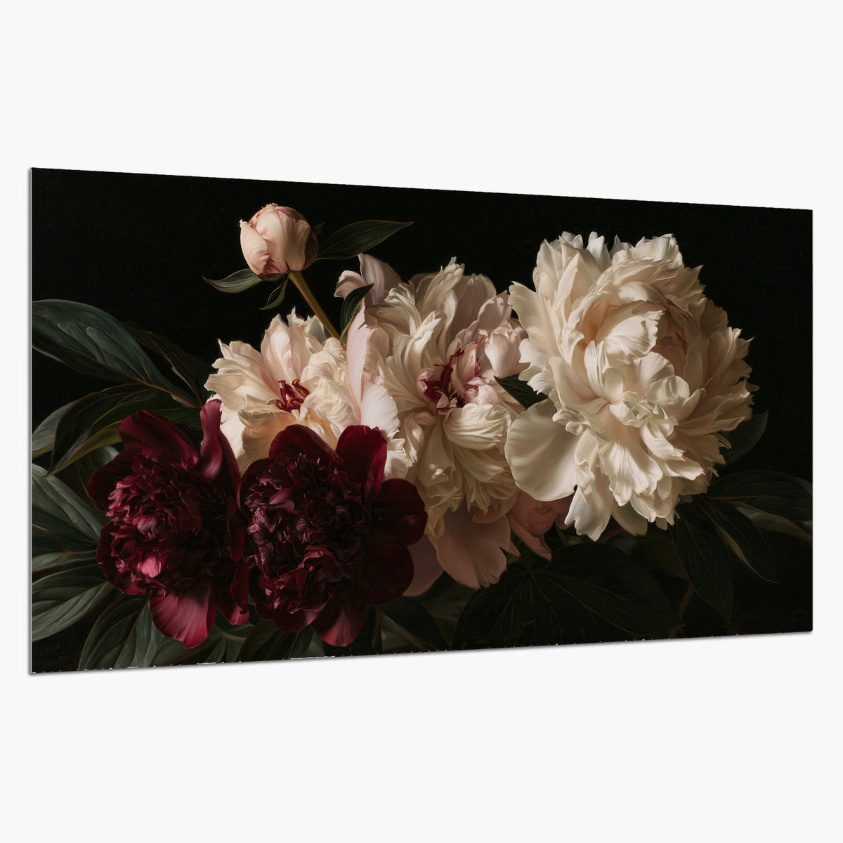 Full ivory and deep burgundy peonies against a dark green background single poster print on a white background