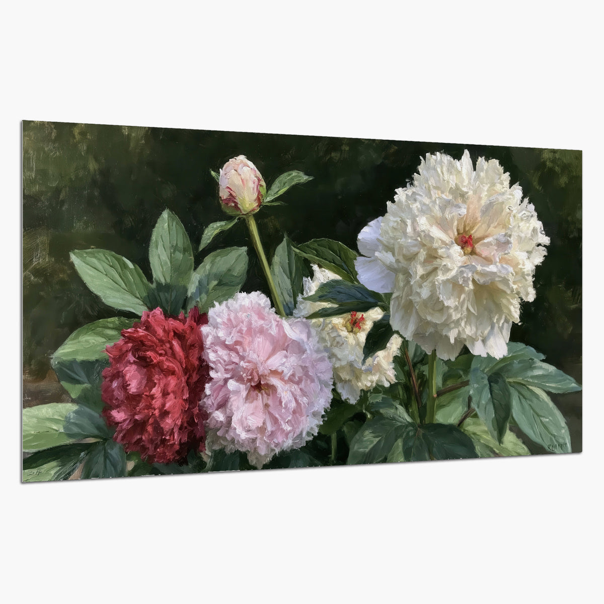 Cream, blush and red peonies surrounded by fresh green leaves single poster print on a white background