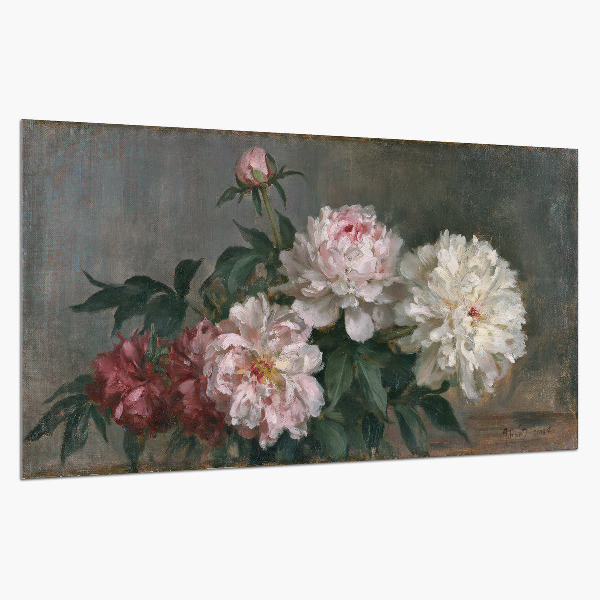 Cream and dusty pink peonies arranged against a muted gray-green background single poster print on a white background