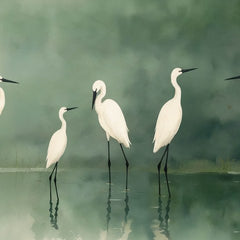 Birds